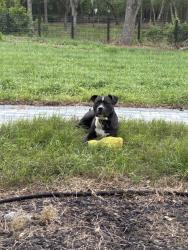 Lost Male Dog last seen Lakeview Acres Rd, St. Cloud, FL 34772