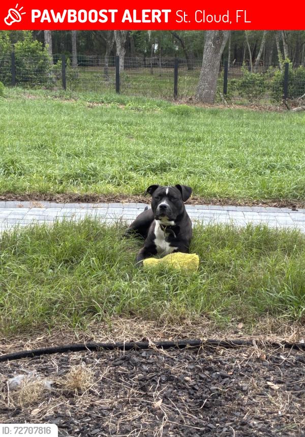 Lost Male Dog last seen Lakeview Acres Rd, St. Cloud, FL 34772