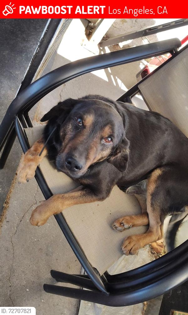 Lost Male Dog last seen 118sth and Compton , Los Angeles, CA 90059