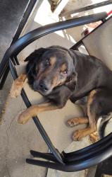 Lost Male Dog last seen 118sth and Compton , Los Angeles, CA 90059