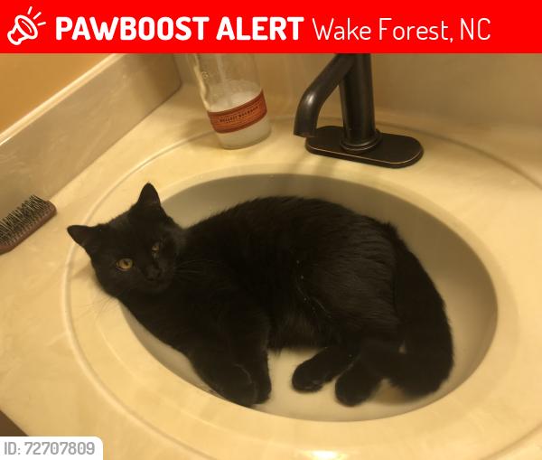 Lost Female Cat last seen Near Fawn Drive, Wake Forest, NC 27587