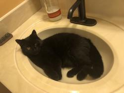 Lost Female Cat last seen Near Fawn Drive, Wake Forest, NC 27587