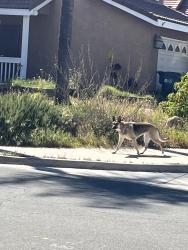 Found/Stray Unknown Dog last seen Lake Forest and Heatherwood, Escondido, CA 92026