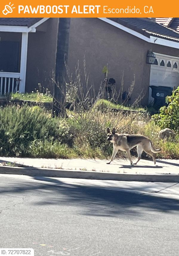 Found/Stray Unknown Dog last seen Lake Forest and Heatherwood, Escondido, CA 92026