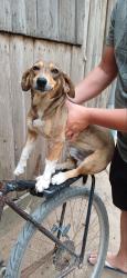 Lost Male Dog last seen Rua 8014, Lageado, RS 91780