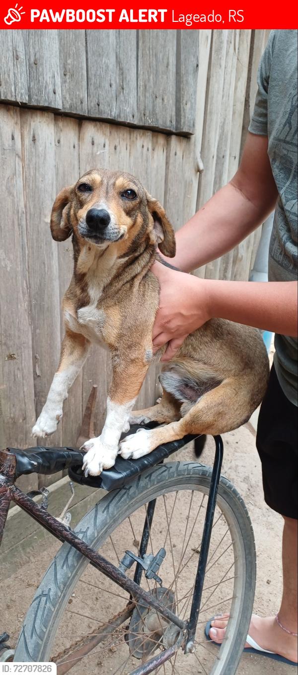 Lost Male Dog last seen Rua 8014, Lageado, RS 91780