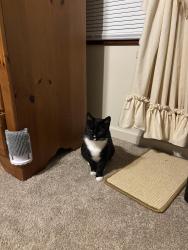 Lost Male Cat last seen Rooster Park/Volunteer Parkway , Bristol, TN 37620