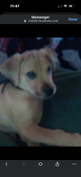 Lost Male Dog last seen Highland ave and waterman area, San Bernardino, CA 92415