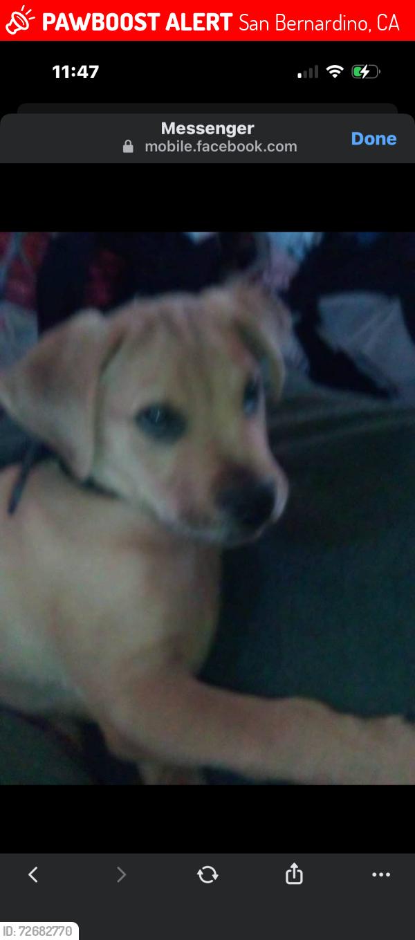 Lost Male Dog last seen Highland ave and waterman area, San Bernardino, CA 92415