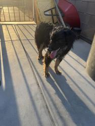 Found/Stray Male Dog last seen 42nd and Gore , Indio, CA 92201