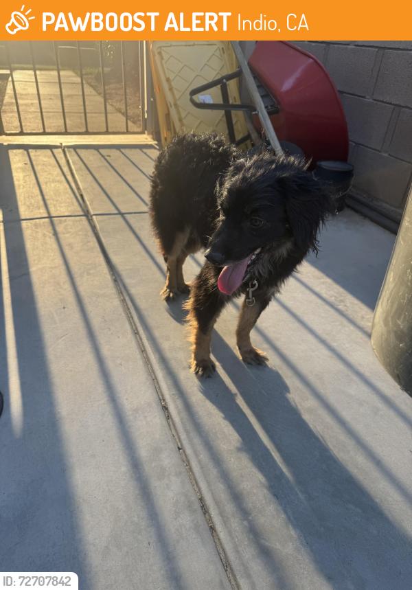 Found/Stray Male Dog last seen 42nd and Gore , Indio, CA 92201