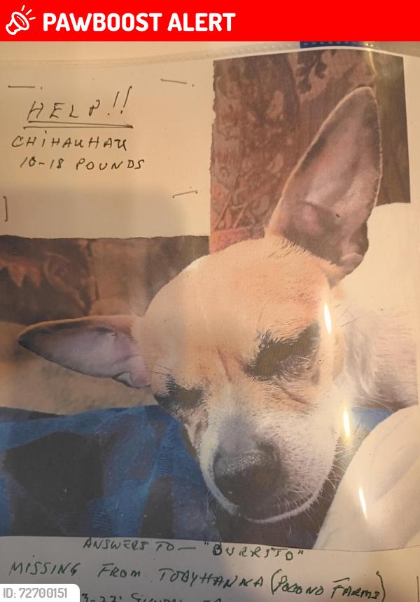 Lost Male Dog last seen  Seven Nations Drive Tobyhanna Pocono Farms, Coolbaugh Township, PA 18466