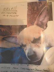 Lost Male Dog last seen  Seven Nations Drive Tobyhanna Pocono Farms, Coolbaugh Township, PA 18466