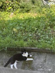 Found/Stray Male Cat last seen Arcadia Ave & Muscatel, Los Angeles County, CA 91775