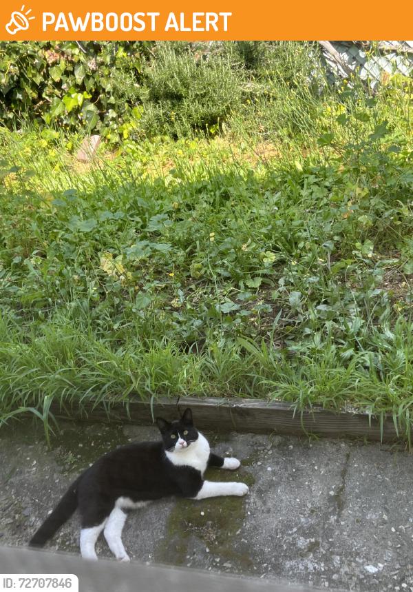 Found/Stray Male Cat last seen Arcadia Ave & Muscatel, Los Angeles County, CA 91775