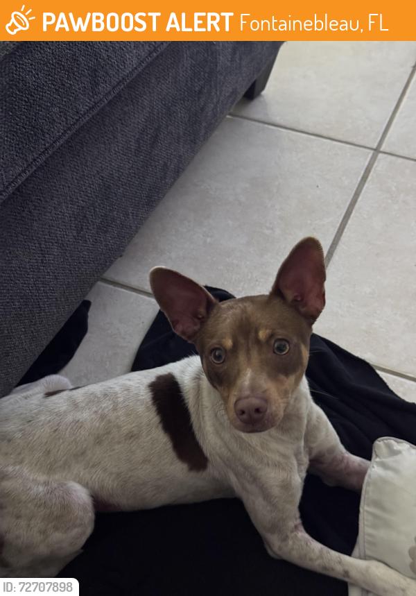 Found/Stray Male Dog last seen Fontainebleau Blvd, Fontainebleau, FL 33172
