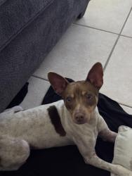 Found/Stray Male Dog last seen Fontainebleau Blvd, Fontainebleau, FL 33172