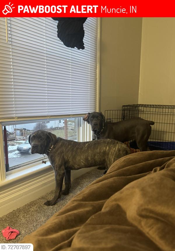 Lost Female Dog last seen Joe amazing grill, Muncie, IN 47303