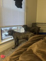Lost Female Dog last seen Joe amazing grill, Muncie, IN 47303
