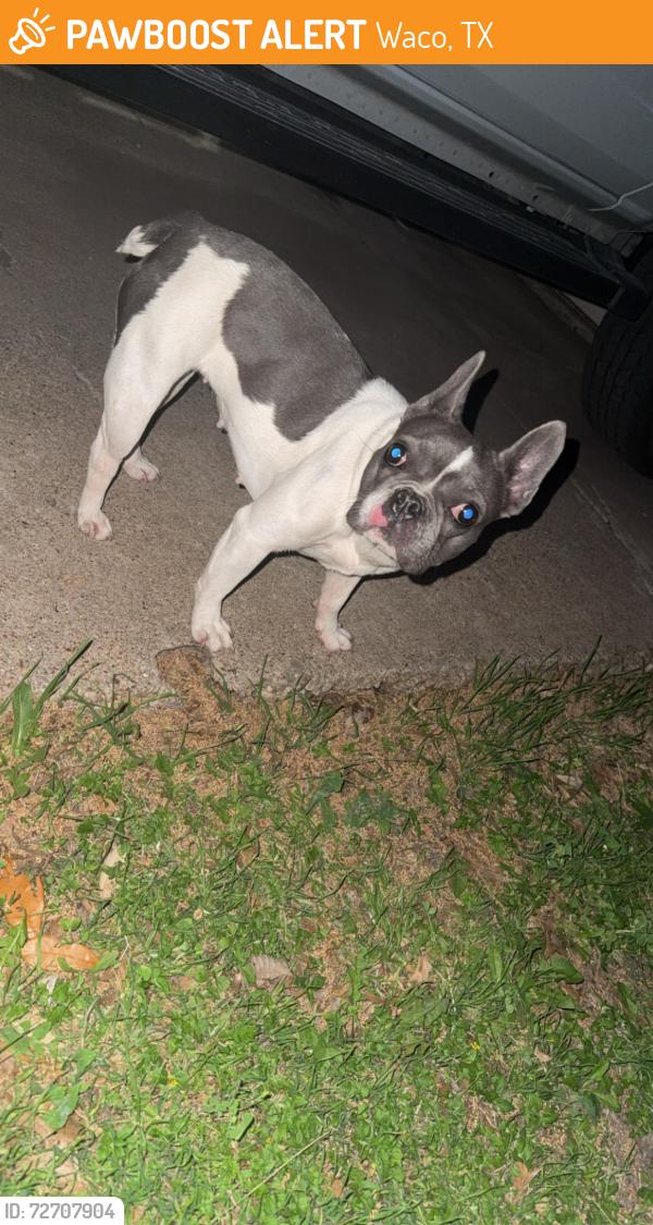 Found/Stray Female Dog last seen Beverly hills, Waco, TX 76711