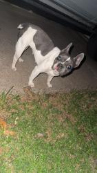Found/Stray Female Dog last seen Beverly hills, Waco, TX 76711