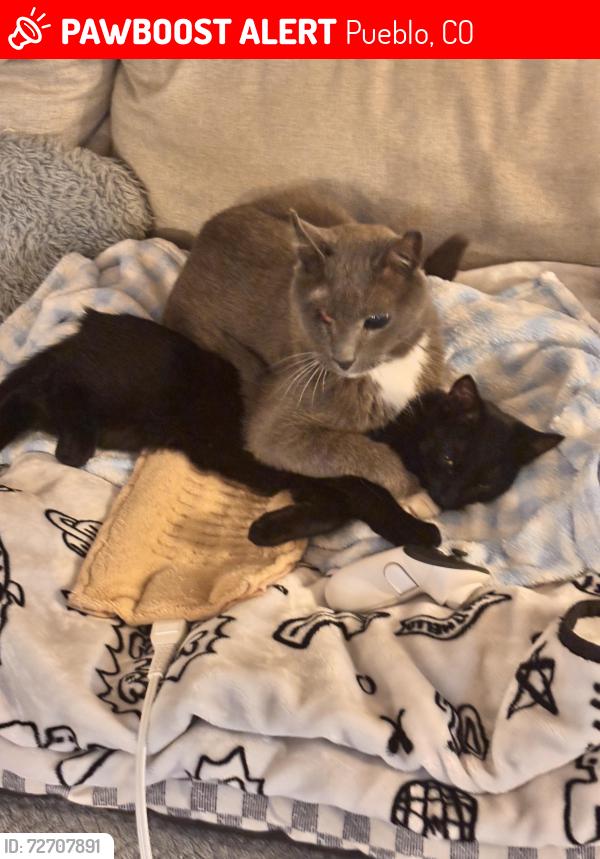 Lost Male Cat last seen Brookfield Pueblo blvd, Pueblo, CO 81005