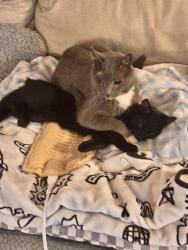 Lost Male Cat last seen Brookfield Pueblo blvd, Pueblo, CO 81005