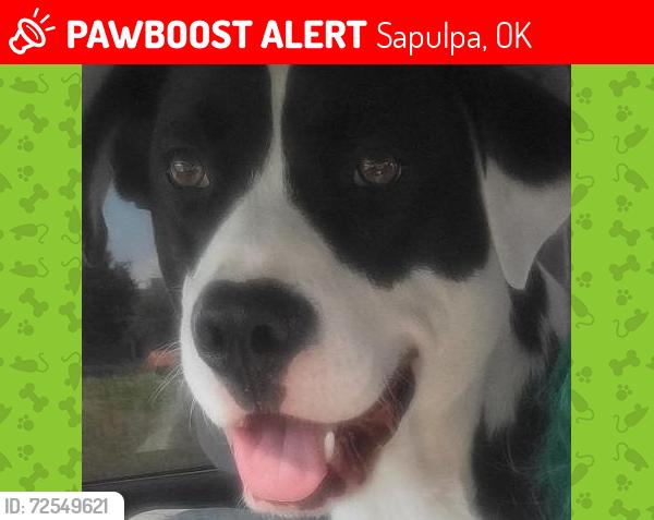 Lost Male Dog last seen Highway 97, Sapulpa, OK 74066