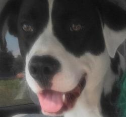 Lost Male Dog last seen Highway 97, Sapulpa, OK 74066