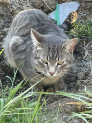 Found/Stray Unknown Cat last seen Fesler St Santa Maria CA, Santa Maria, CA 93458