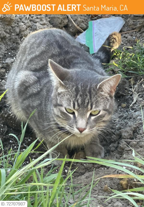 Found/Stray Unknown Cat last seen Fesler St Santa Maria CA, Santa Maria, CA 93458
