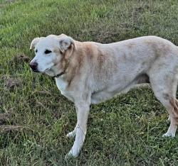 Lost Female Dog last seen Hunters Stand and Red Bridge, Oviedo, FL 32765