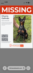 Lost Male Dog last seen Piney grove kernersville middle school, Kernersville, NC 27284