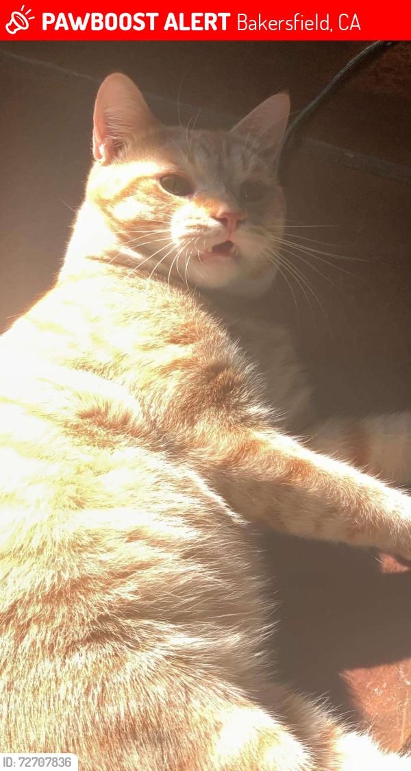 Lost Male Cat last seen Alameda and heritage rd next to park, Bakersfield, CA 93305