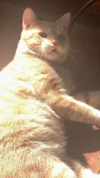 Lost Male Cat last seen Alameda and heritage rd next to park, Bakersfield, CA 93305