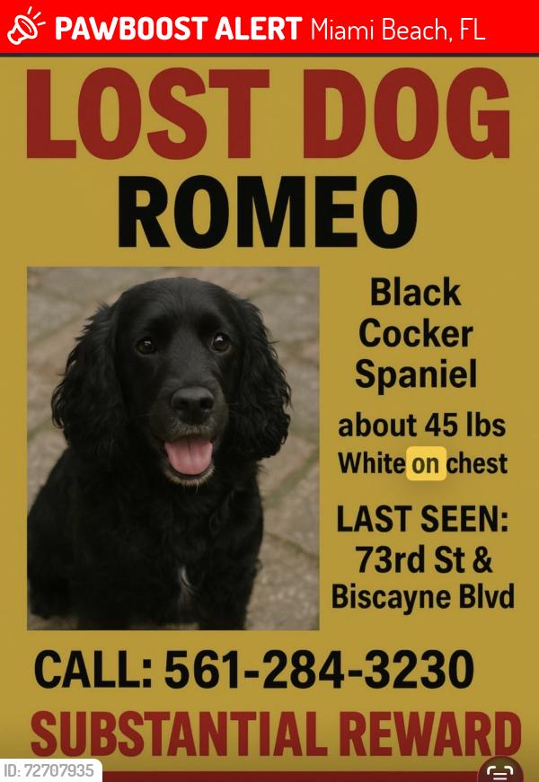 Lost Male Dog last seen Biscayne and 73rd st, Miami Beach, FL 33141