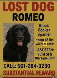 Lost Male Dog last seen Biscayne and 73rd st, Miami Beach, FL 33141