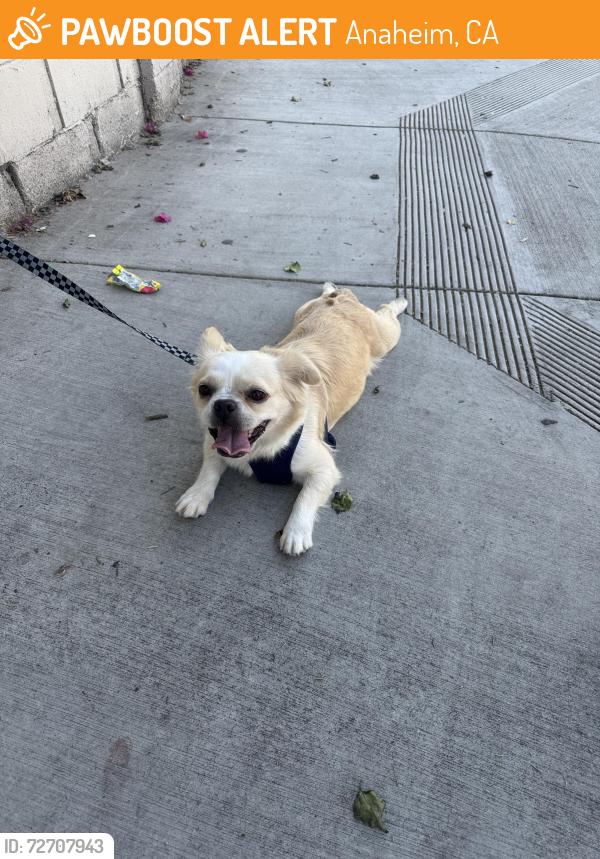 Found/Stray Female Dog last seen Near S Manchester Ave Anaheim, CA  92802 United States, Anaheim, CA 92802