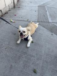 Found/Stray Female Dog last seen Near S Manchester Ave Anaheim, CA  92802 United States, Anaheim, CA 92802