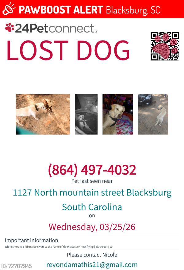 Lost Male Dog last seen North Mtn street , Blacksburg, SC 29702