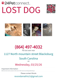 Lost Male Dog last seen North Mtn street , Blacksburg, SC 29702