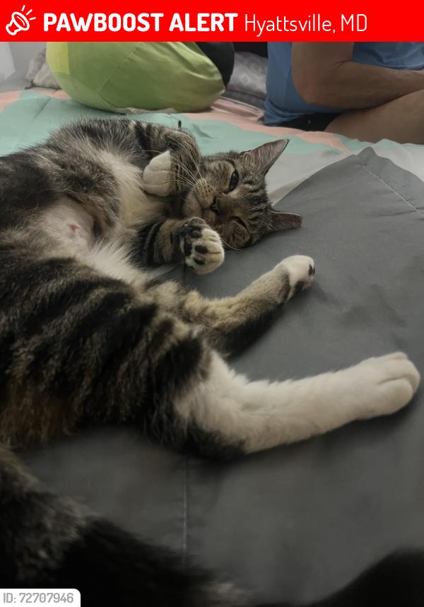 Lost Female Cat last seen Green meadows park, Hyattsville, MD 20782