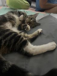 Lost Female Cat last seen Green meadows park, Hyattsville, MD 20782