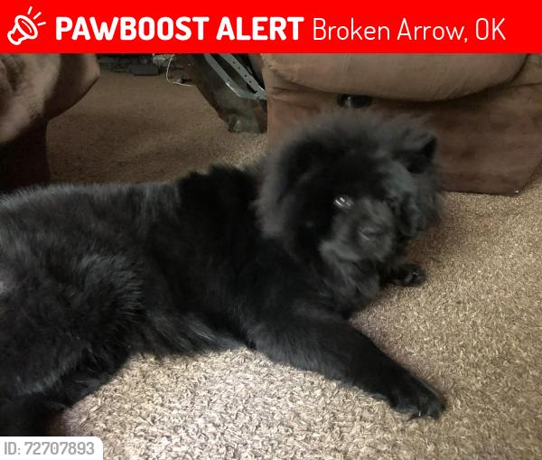 Lost Female Dog last seen Near st ash ave broken arrow ok 74011, Broken Arrow, OK 74011
