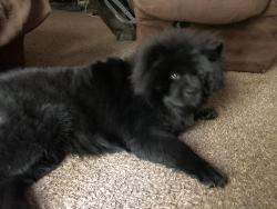 Lost Female Dog last seen Near st ash ave broken arrow ok 74011, Broken Arrow, OK 74011