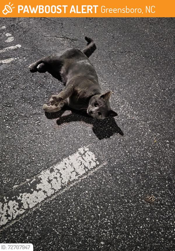 Found/Stray Unknown Cat last seen Triad Center, Greensboro, NC 27410