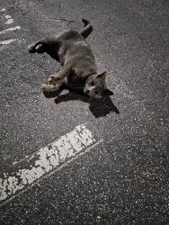 Found/Stray Unknown Cat last seen Triad Center, Greensboro, NC 27410