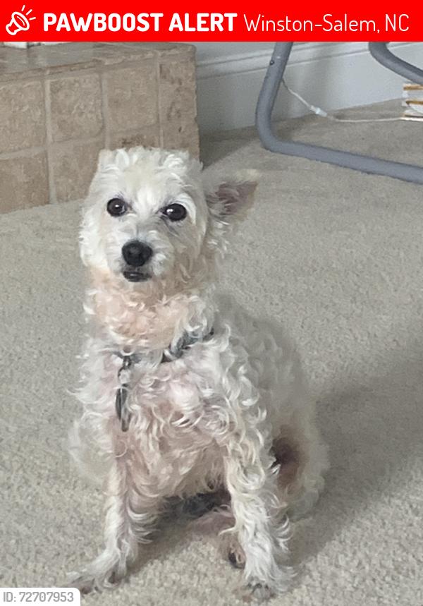Lost Male Dog last seen Near location, Winston-Salem, NC 27127