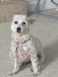 Lost Male Dog last seen Near location, Winston-Salem, NC 27127