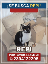 Lost Female Cat last seen Tangelo blvd, miami blvd, murcott dr, temple rd , San Carlos Park, FL 33967